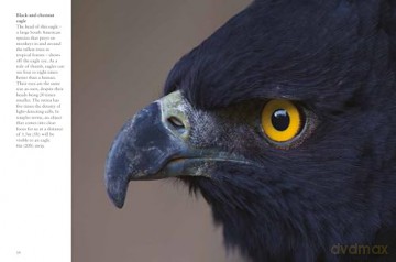 Birds of Prey (Mini Animals) - Tom Jackson [KSIĄŻKA]