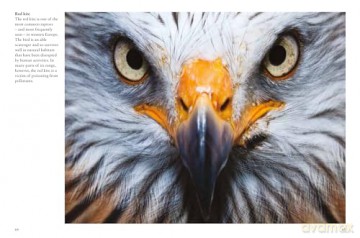 Birds of Prey (Mini Animals) - Tom Jackson [KSIĄŻKA]