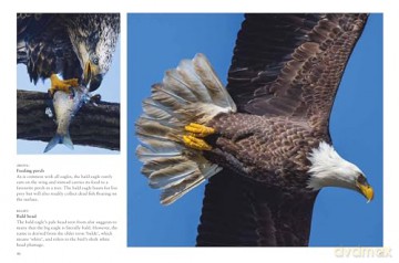 Birds of Prey (Mini Animals) - Tom Jackson [KSIĄŻKA]