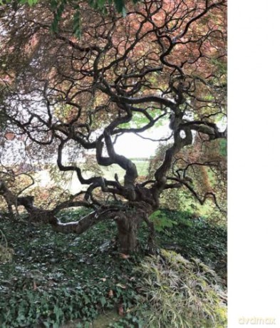 Borrowed Sceneries: The Influence of Japanese Garden Art on Swiss Landscape Architecture - Rahel Hartmann Schweizer [KSIĄŻKA]
