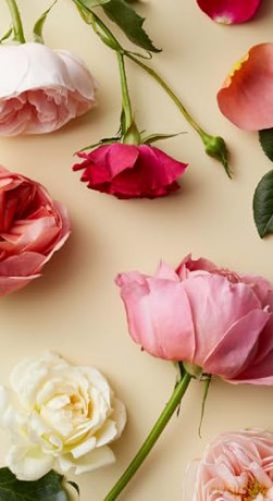 Botanicals Deck: 70 Plants and Flowers to Enhance Your Life - Leah Moth [KSIĄŻKA]