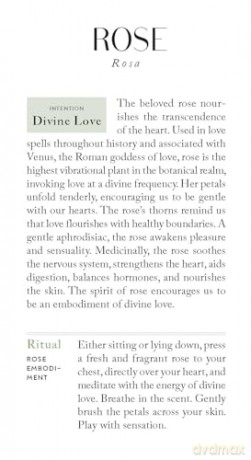 Botanicals Deck: 70 Plants and Flowers to Enhance Your Life - Leah Moth [KSIĄŻKA]