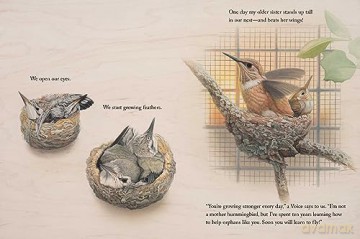Brave Baby Hummingbird - Sy Montgomery [KSIĄŻKA]