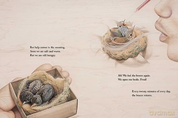Brave Baby Hummingbird - Sy Montgomery [KSIĄŻKA]