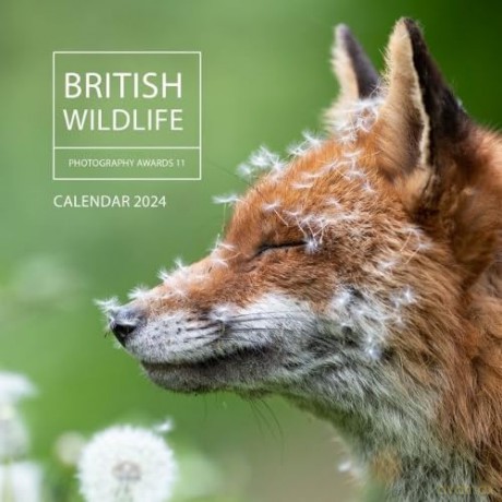 British Wildlife Photography Awards Calendar 2024 - British Wildlife Photography A [KSIĄŻKA]