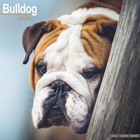 Bulldog Calendar 2024 | Square Dog Breed Wall Calendar - 16 Month [KALENDARZ]