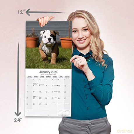 Bulldog Calendar 2024 | Square Dog Breed Wall Calendar - 16 Month [KALENDARZ]