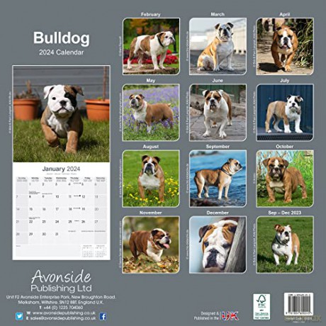 Bulldog Calendar 2024 | Square Dog Breed Wall Calendar - 16 Month [KALENDARZ]
