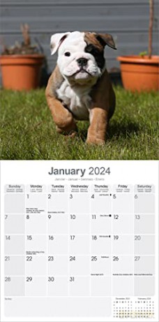 Bulldog Calendar 2024 | Square Dog Breed Wall Calendar - 16 Month [KALENDARZ]