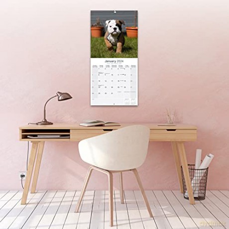 Bulldog Calendar 2024 | Square Dog Breed Wall Calendar - 16 Month [KALENDARZ]