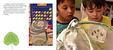 Butterflies in Room 6: See How They Grow (Life Cycles in Room 6) - Caroline Arnold [KSIĄŻKA]
