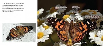 Butterflies in Room 6: See How They Grow (Life Cycles in Room 6) - Caroline Arnold [KSIĄŻKA]