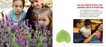 Butterflies in Room 6: See How They Grow (Life Cycles in Room 6) - Caroline Arnold [KSIĄŻKA]