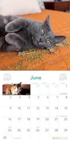 Cats on Catnip Wall Calendar 2024: A Year of Cats Living the High Life and Feeling Niiiiice - Andrew Marttila [KALENDARZ]