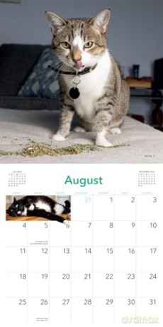Cats on Catnip Wall Calendar 2024: A Year of Cats Living the High Life and Feeling Niiiiice - Andrew Marttila [KALENDARZ]