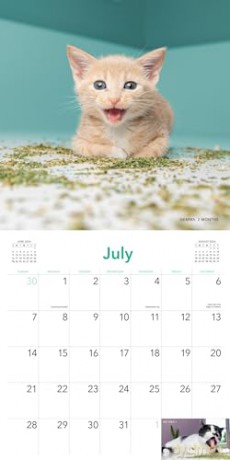 Cats on Catnip Wall Calendar 2024: A Year of Cats Living the High Life and Feeling Niiiiice - Andrew Marttila [KALENDARZ]