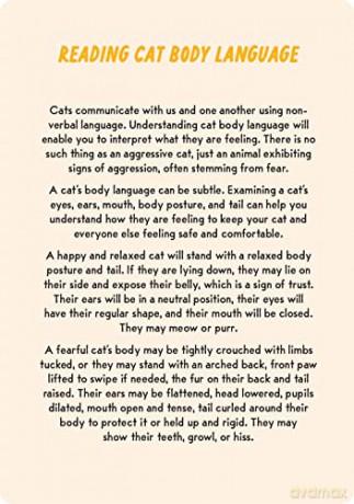 Coaching Cards for New Cat Parents: Advice from an animal expert - Dr. Marlena Lopez BSc DVM [KSIĄŻKA]