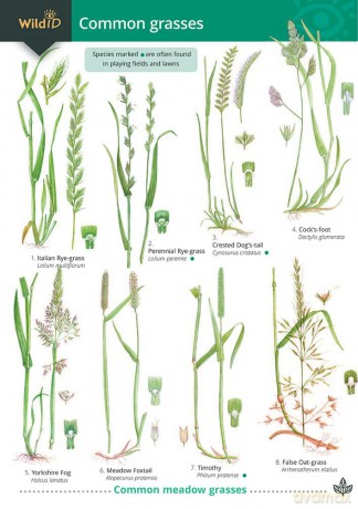 Common Grasses (WildID) - Mark Gardener [KSIĄŻKA]