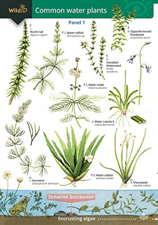 Common Water Plants: No. 57 (WildID) - Richard Orton [KSIĄŻKA]