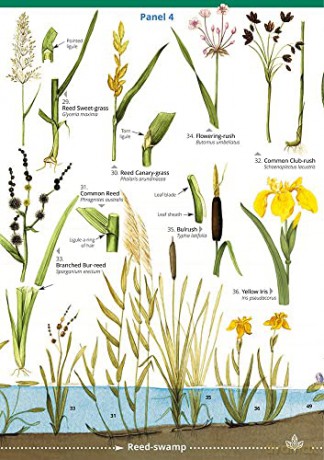 Common Water Plants: No. 57 (WildID) - Richard Orton [KSIĄŻKA]