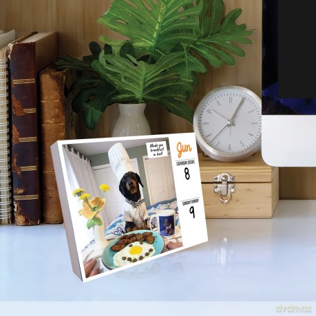 Crusoe the Celebrity Dachshund 2024 6.2 X 5.4 Box Calendar - Ryan Beauchesne [KALENDARZ]