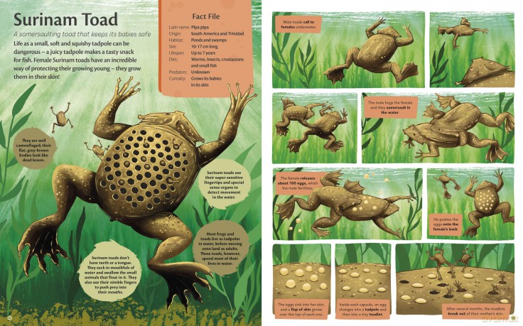 Curious Features Of Extraordinary Creatures: The amazing true stories of the world's weirdest animals - Camilla de la Bedoyere [KSIĄŻKA]