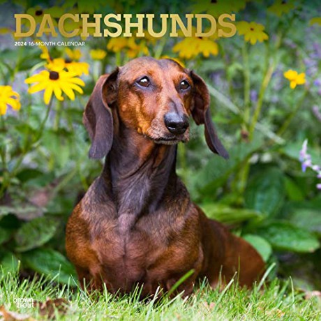 Dachshunds | 2024 12 x 24 Inch Monthly Square Wall Calendar | Foil Stamped Cover | BrownTrout | Animals Dog Breeds [KALENDARZ]