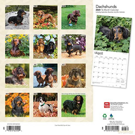 Dachshunds | 2024 12 x 24 Inch Monthly Square Wall Calendar | Foil Stamped Cover | BrownTrout | Animals Dog Breeds [KALENDARZ]