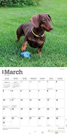 Dachshunds | 2024 12 x 24 Inch Monthly Square Wall Calendar | Foil Stamped Cover | BrownTrout | Animals Dog Breeds [KALENDARZ]