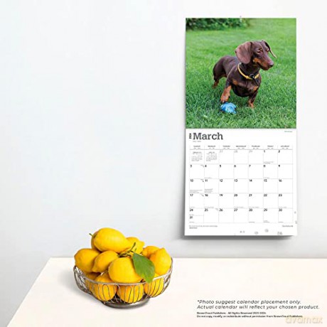 Dachshunds | 2024 12 x 24 Inch Monthly Square Wall Calendar | Foil Stamped Cover | BrownTrout | Animals Dog Breeds [KALENDARZ]