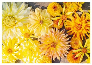 Dahlias: Inspiration, Cultivation and Care for 222 Varieties - Ulrika Grönlund [KSIĄŻKA]