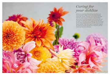 Dahlias: Inspiration, Cultivation and Care for 222 Varieties - Ulrika Grönlund [KSIĄŻKA]