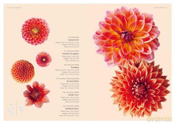 Dahlias: Inspiration, Cultivation and Care for 222 Varieties - Ulrika Grönlund [KSIĄŻKA]