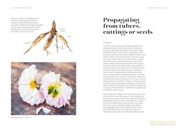 Dahlias: Inspiration, Cultivation and Care for 222 Varieties - Ulrika Grönlund [KSIĄŻKA]