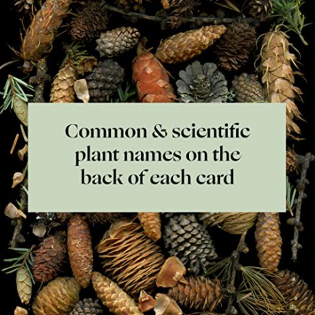 Deep Dark Forest Notes: 20 Different Notecards and Envelopes - Julya Hajnoczky [KALENDARZ]
