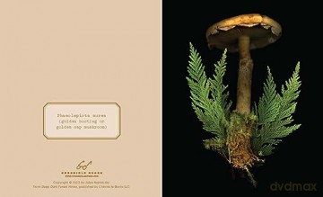 Deep Dark Forest Notes: 20 Different Notecards and Envelopes - Julya Hajnoczky [KALENDARZ]