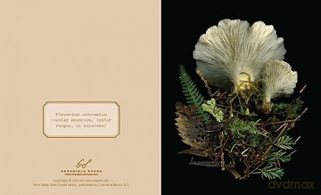 Deep Dark Forest Notes: 20 Different Notecards and Envelopes - Julya Hajnoczky [KALENDARZ]