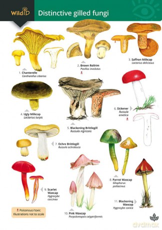 Distinctive gilled fungi (WildID) - Geoffrey Kibby [KSIĄŻKA]