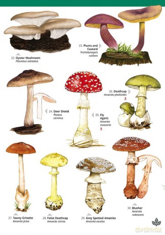Distinctive gilled fungi (WildID) - Geoffrey Kibby [KSIĄŻKA]