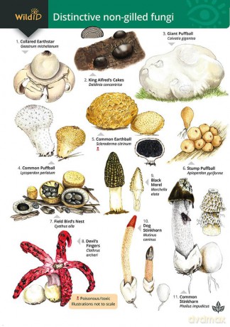 Distinctive non-gilled fungi (WildD) - Geoffrey Kibby [KSIĄŻKA]