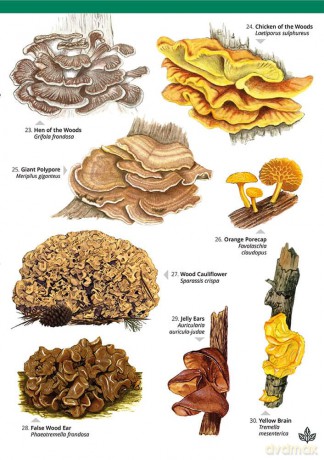 Distinctive non-gilled fungi (WildD) - Geoffrey Kibby [KSIĄŻKA]