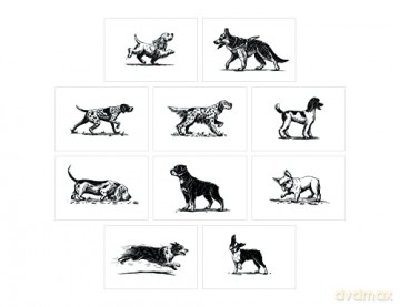 Dog Box: 100 Postcards by 10 Artists - Princeton Architectural Press [KSIĄŻKA]