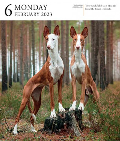 Dog Page-A-Day Gallery Calendar 2023: An Elegant Canine Celebration - Workman Calendars [KALENDARZ]