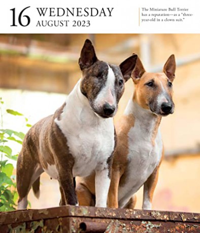 Dog Page-A-Day Gallery Calendar 2023: An Elegant Canine Celebration - Workman Calendars [KALENDARZ]