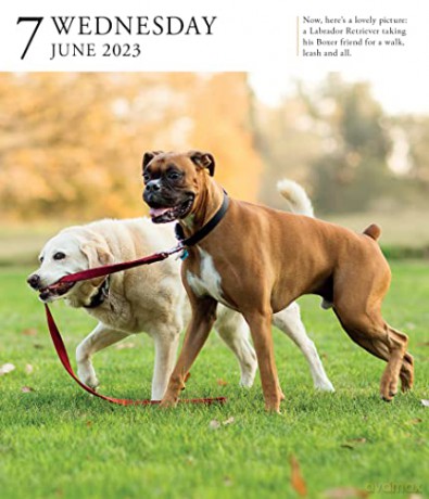 Dog Page-A-Day Gallery Calendar 2023: An Elegant Canine Celebration - Workman Calendars [KALENDARZ]