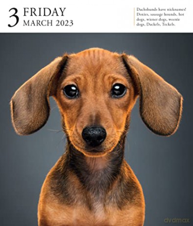 Dog Page-A-Day Gallery Calendar 2023: An Elegant Canine Celebration - Workman Calendars [KALENDARZ]