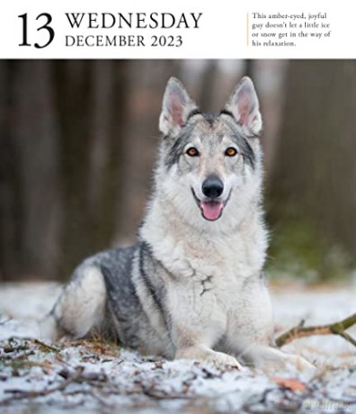 Dog Page-A-Day Gallery Calendar 2023: An Elegant Canine Celebration - Workman Calendars [KALENDARZ]