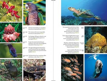 Dominica (Bradt Travel Guides) - Paul Crask [KSIĄŻKA]