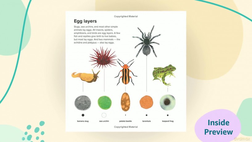 Egg: Nature's Perfect Package - Page Robin [KSIĄŻKA]