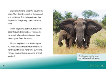Elephant Cows: Heads of the Herd (Queens of the Animal World) - Maivboon Sang [KSIĄŻKA]